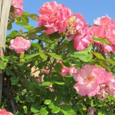 IMG_1314.jpg