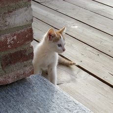 Katze-Theo.jpg