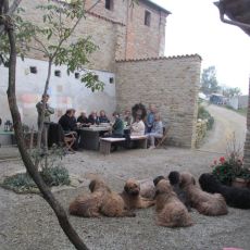Hunde-Gaeste.jpg