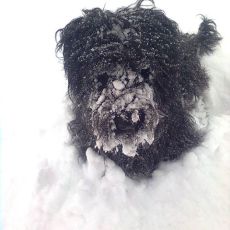 Merlin-im-Schnee1.jpg