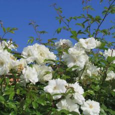 IMG_1313.jpg