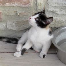 Katze-Lulu.jpg